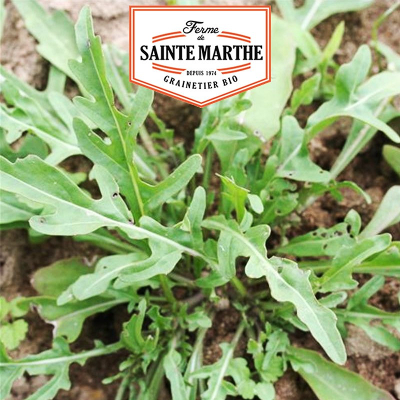 1000 seeds Roquette Cultivée - La ferme Sainte Marthe