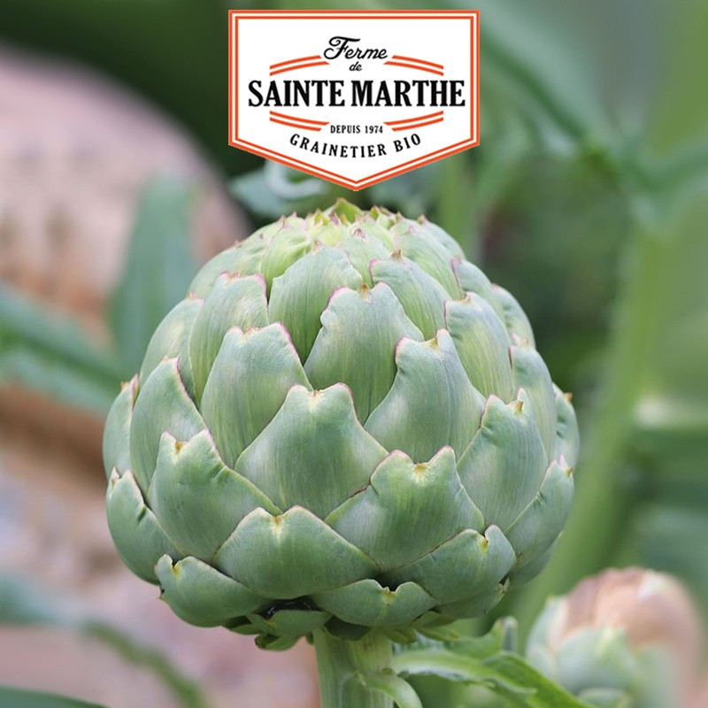 20 graines Artichaut Imperial Star - La ferme Sainte Marthe
