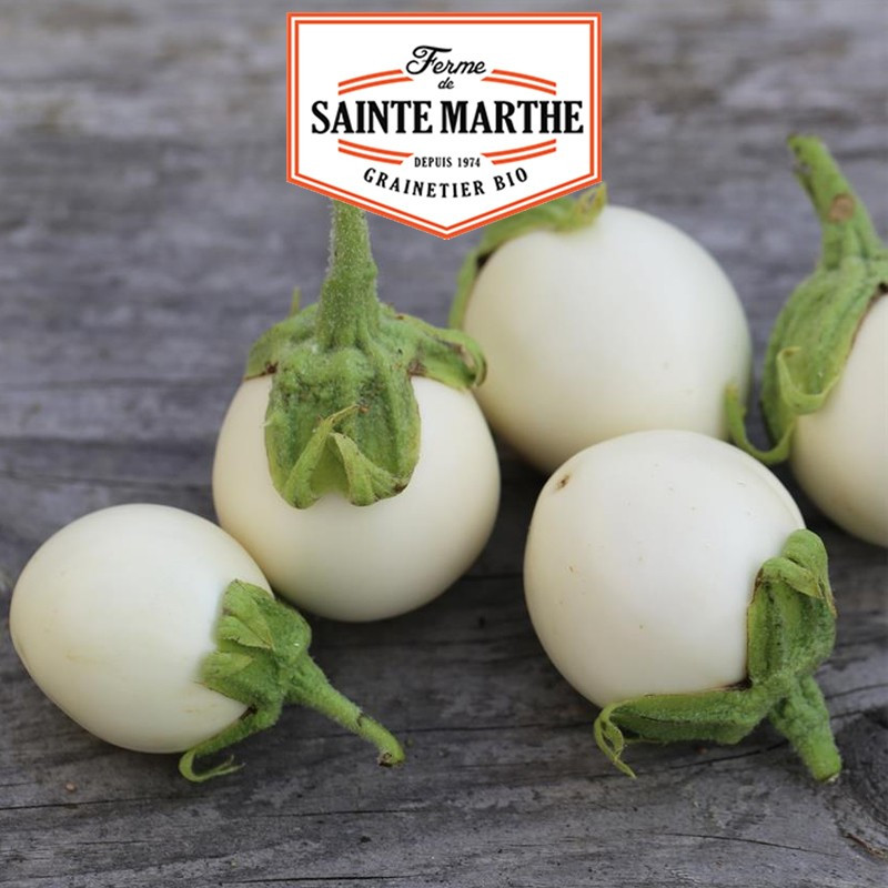 50 graines Aubergine Blanche ronde à œufs - La ferme Sainte Marthe