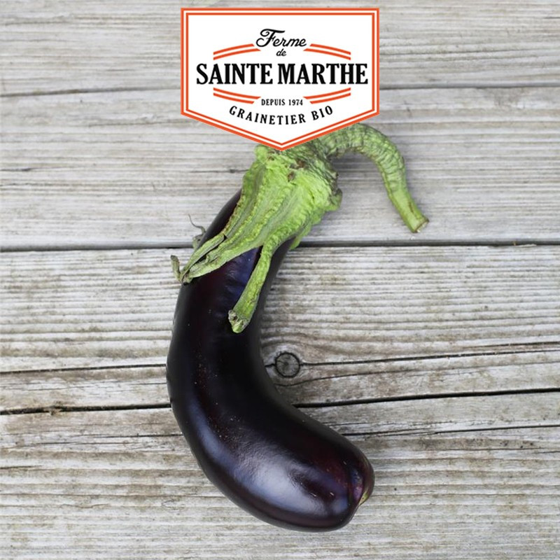 50 Samen Aubergine aus Barbentane - La ferme Sainte Marthe