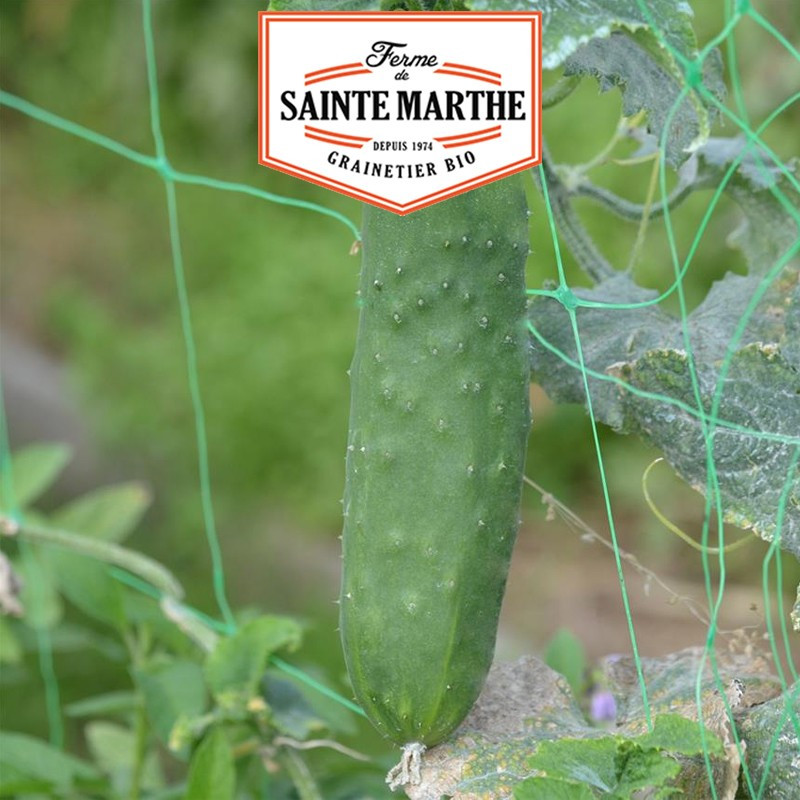 20 zaden Komkommer de Vrijgevige - La ferme Sainte Marthe
