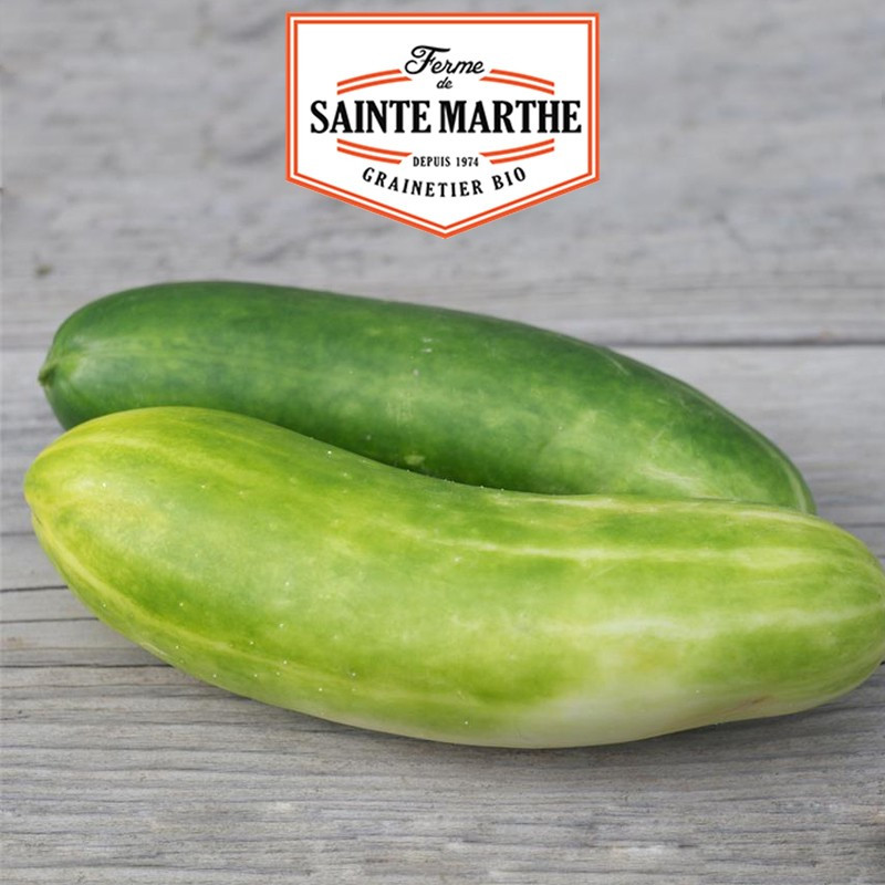 20 graines Concombre vert long maraicher - La ferme Sainte Marthe