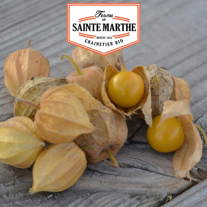50 seeds Coqueret du Perou - La ferme Sainte Marthe