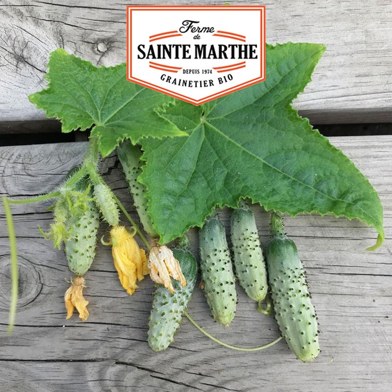 20 seeds Small green gherkin from Paris - La ferme Sainte Marthe