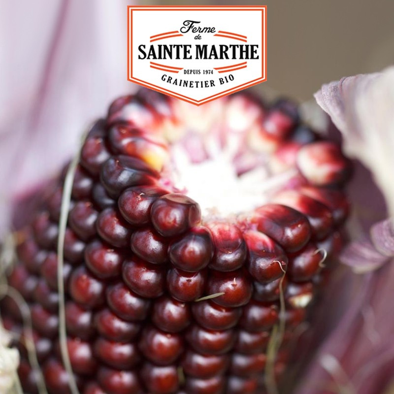 50 graines Maïs Pop-corn Fraise - La ferme Sainte Marthe