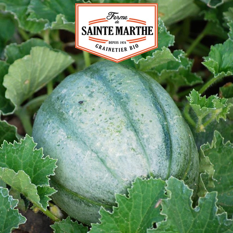 15 seeds Old France melon - La ferme Sainte Marthe