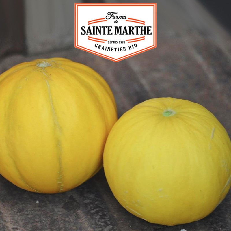 15 Samen Melon Boule d'Or - Bauernhof Sainte Marthe