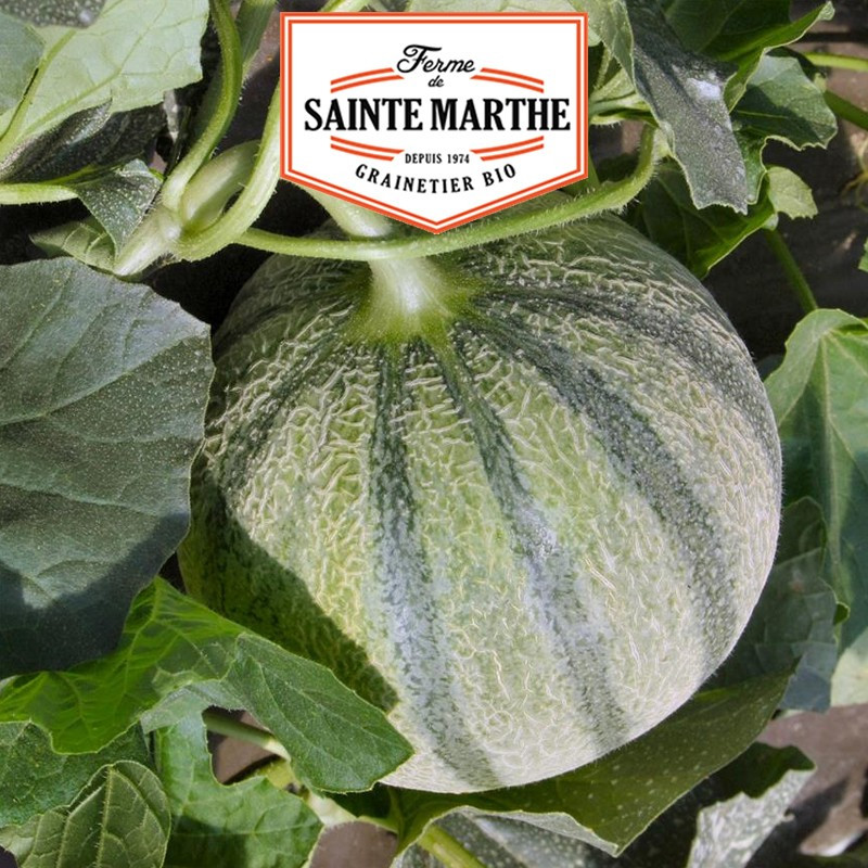 15 zaden Melon Charentais - La ferme Sainte Marthe