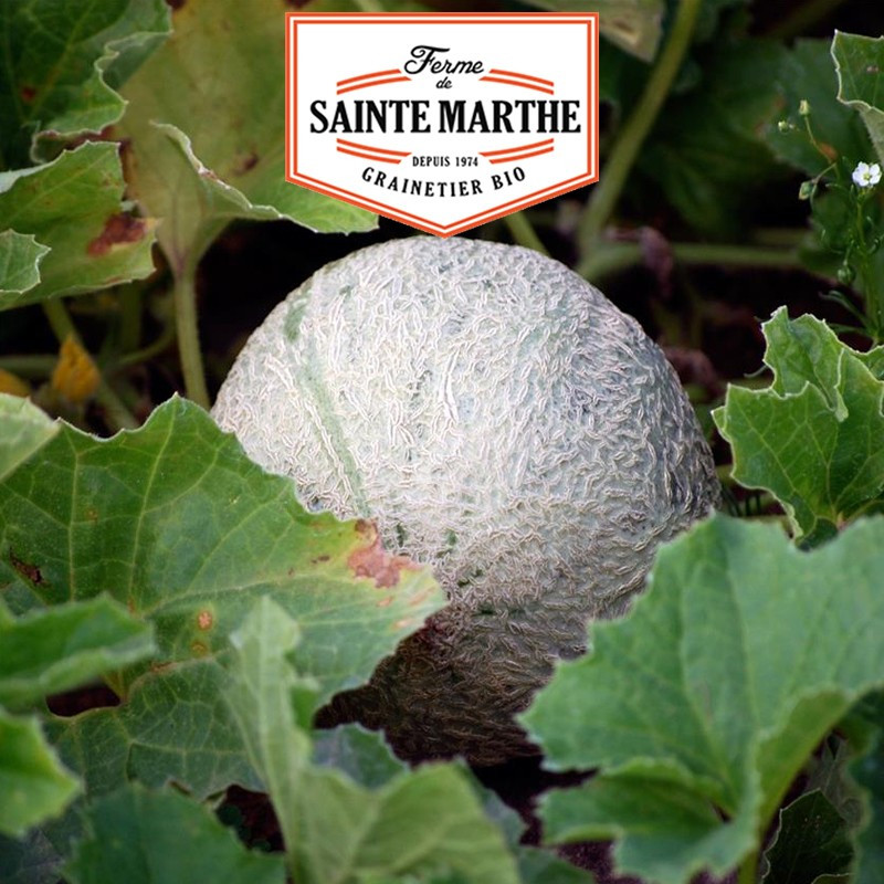 15 graines Melon Sucrin de Tours - La ferme Sainte Marthe