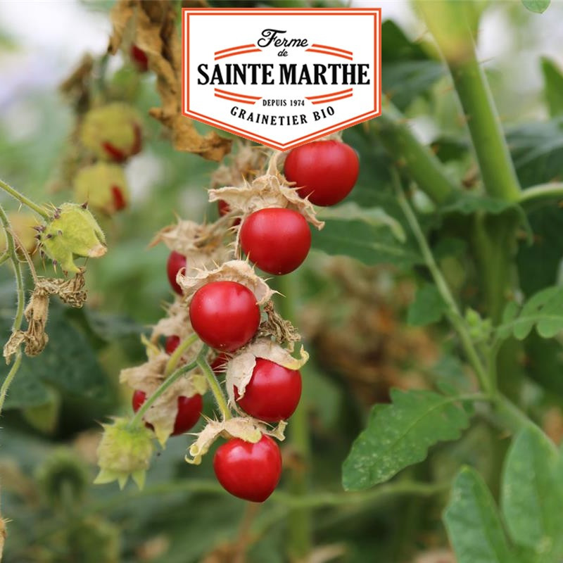 50 seeds Morelle de Balbis - La ferme Sainte Marthe