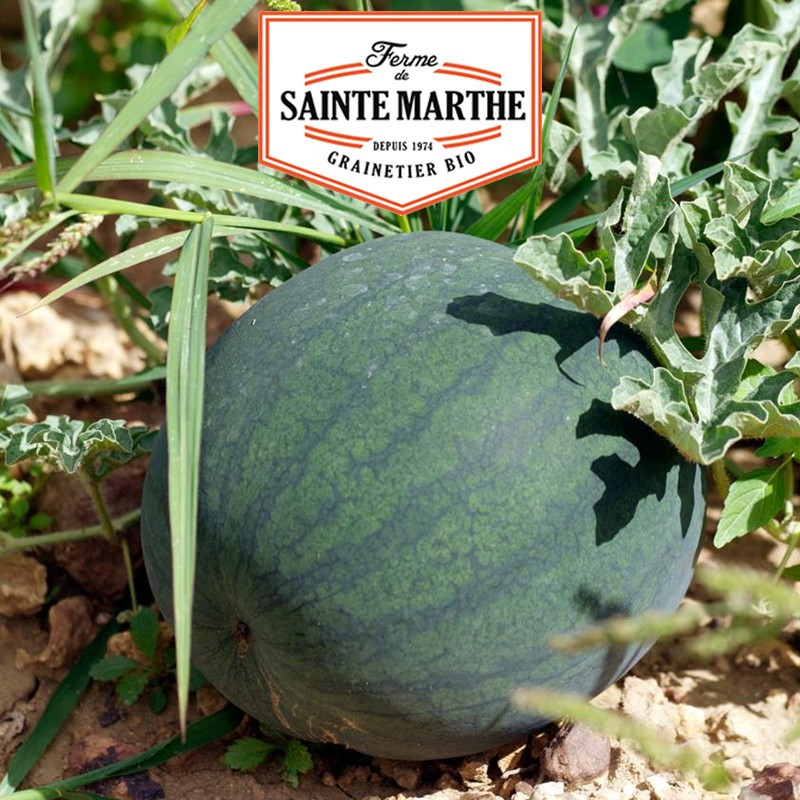 15 Samen Wassermelone Sugar Baby - La ferme Sainte Marthe