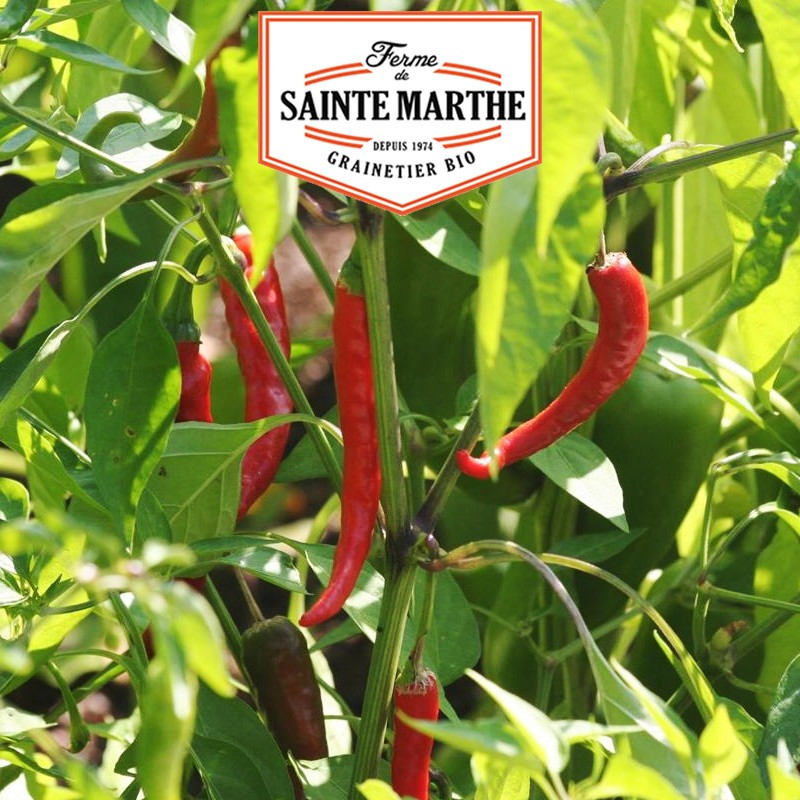 30 seeds Cayenne pepper - La ferme Sainte Marthe