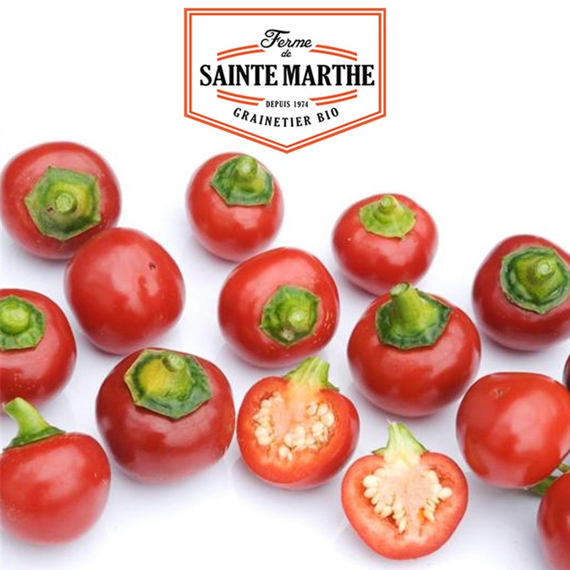 30 zaden Rode Kersenpeper Klein - La ferme Sainte Marthe