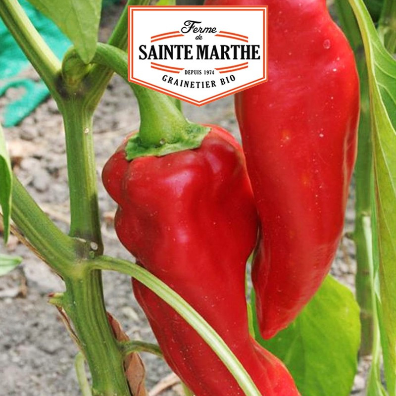 30 seeds Corno di Toro Rosso bell pepper - Sainte Marthe farm