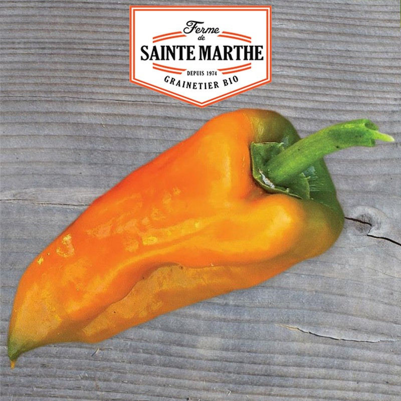 30 semi Poivron petit Marseillais - La ferme Sainte Marthe