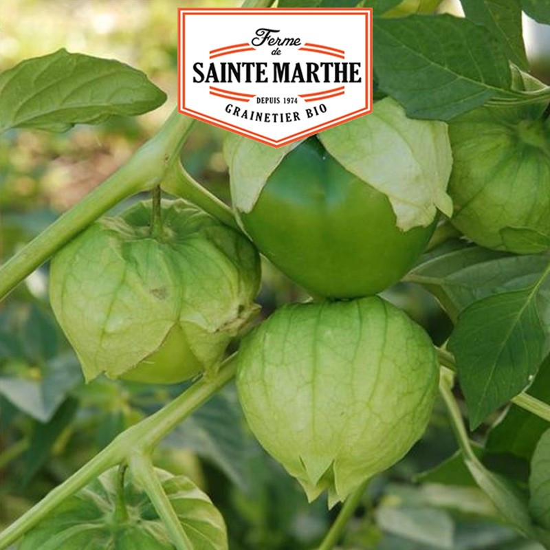 50 graines Tomatillo du Mexique - La ferme Sainte Marthe