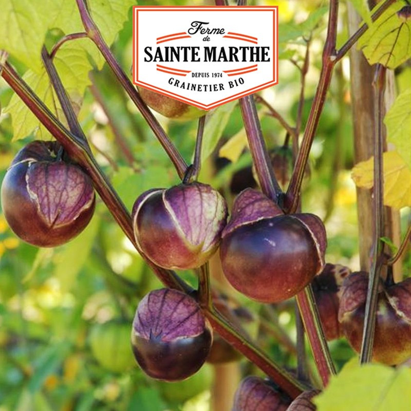 50 semi Tomatillo Violet - La ferme Sainte Marthe