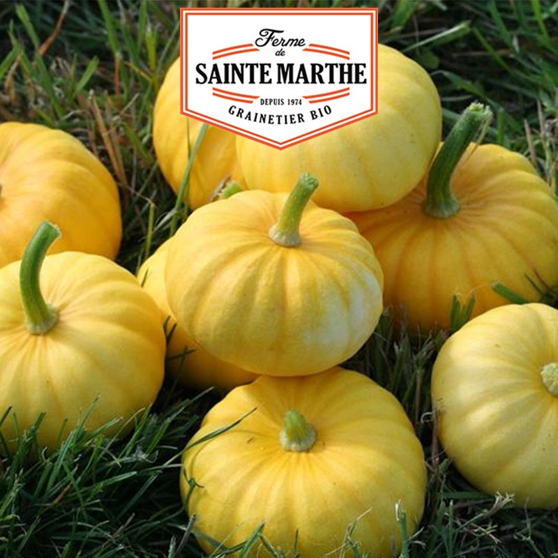 15 seeds Jack Be Little squash - La ferme Sainte Marthe
