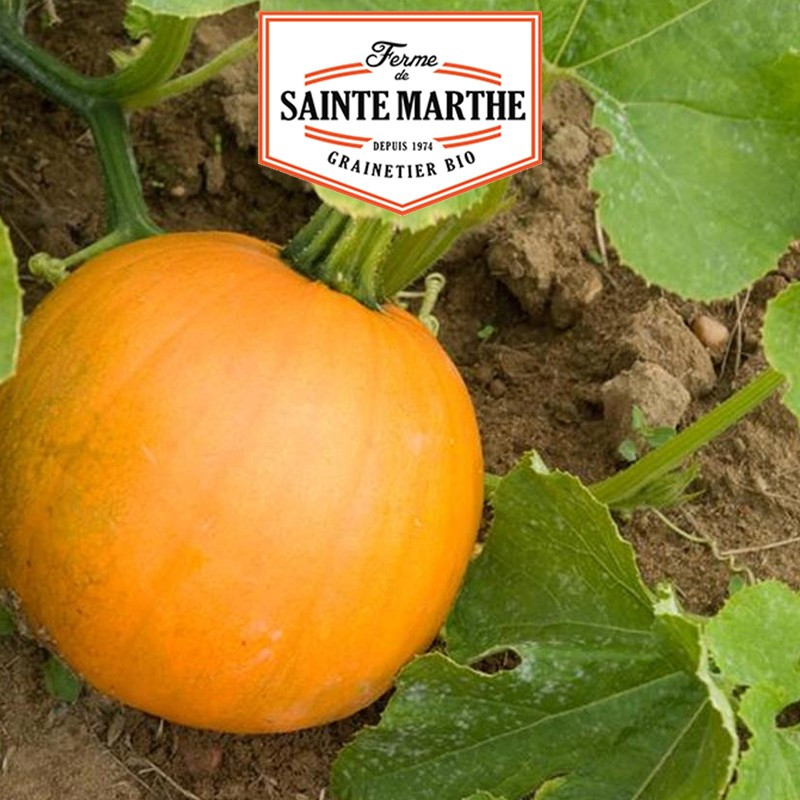 15 seeds Jack O'Lantern squash - La ferme Sainte Marthe