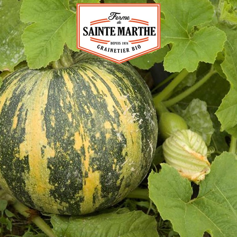 15 graines Courge Lady Godiva - La ferme Sainte Marthe