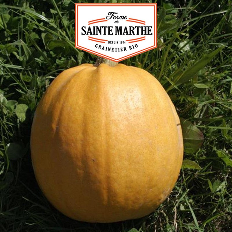 15 seeds Melonnette squash Jaspée de Vendée - La ferme Sainte Marthe