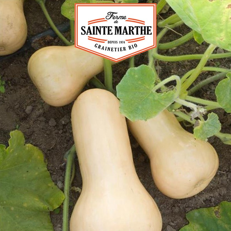 15 Samen Butternut Moschuskürbis - La ferme Sainte Marthe