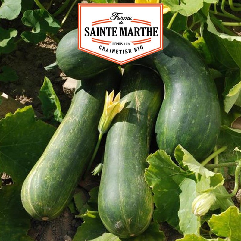 15 GRAINES COURGE MUSQUEE LONGUE DE NICE 1.94g