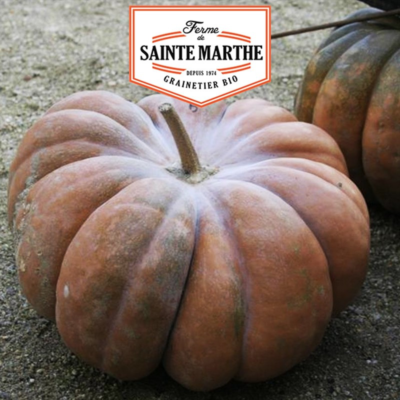 15 seeds Butternut squash - La ferme Sainte Marthe