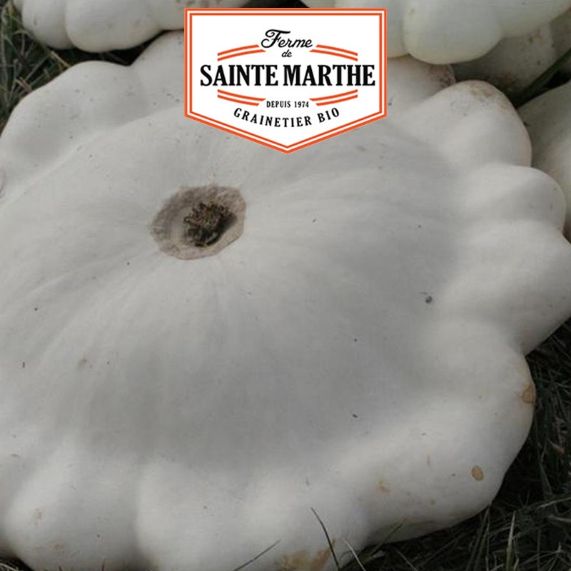 15 graines Courge Pâtisson Blanc - La ferme Sainte Marthe