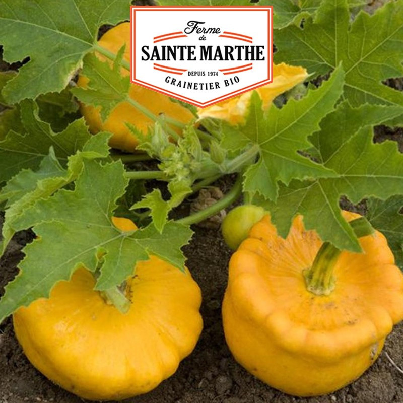 15 graines Courge Patisson Orange - La ferme Sainte Marthe