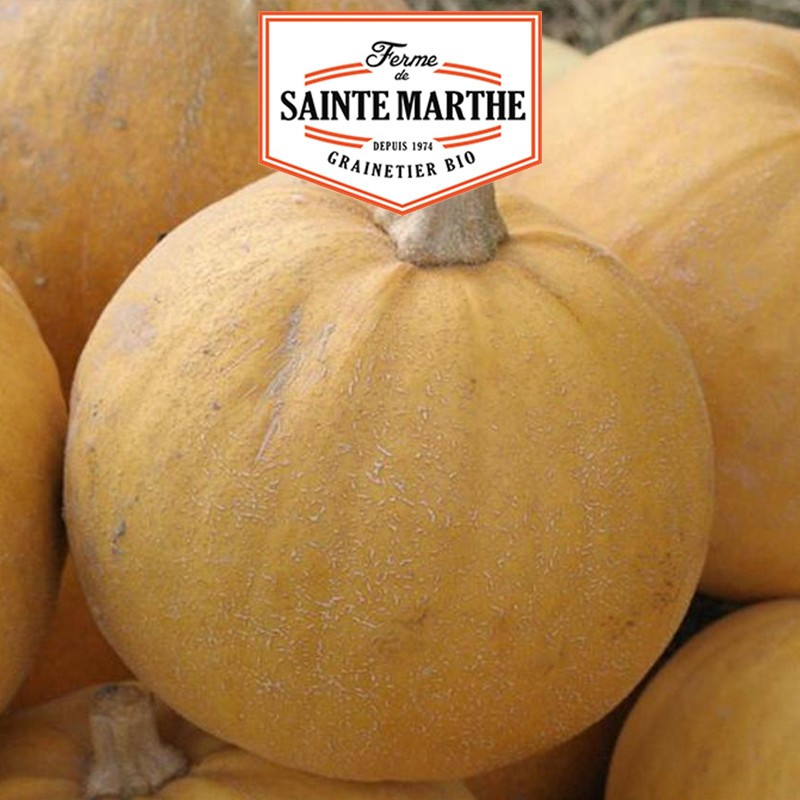 15 seeds Golden Apple Squash - La ferme Sainte Marthe