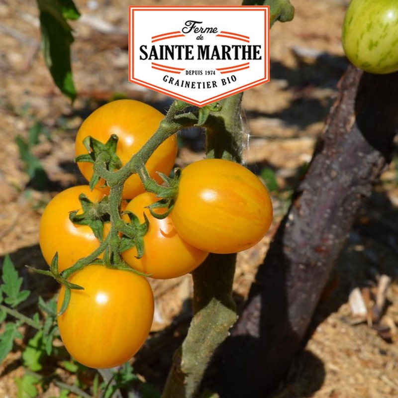 50 graines Tomate Topaz - La ferme Sainte Marthe