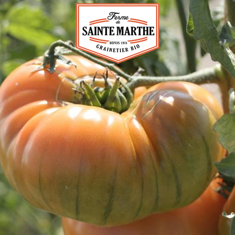 50 Samen Tomate Ananas - La ferme Sainte Marthe