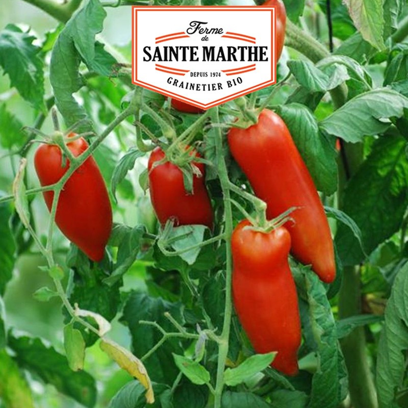 50 graines Tomate Andine cornue - La ferme Sainte Marthe