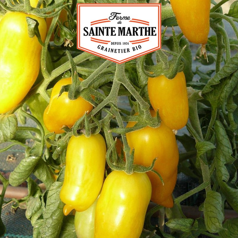 50 zaden Tomaten Bananenpoten - La ferme Sainte Marthe