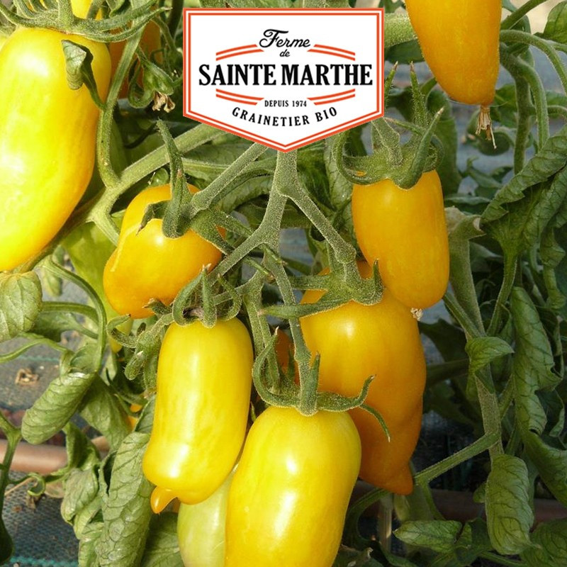 50 Samen Tomate Banana Legs - La ferme Sainte Marthe