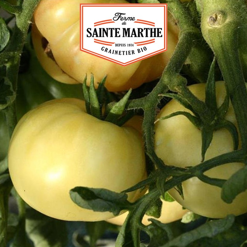 50 graines Tomate Beauté Blanche - La ferme Sainte Marthe