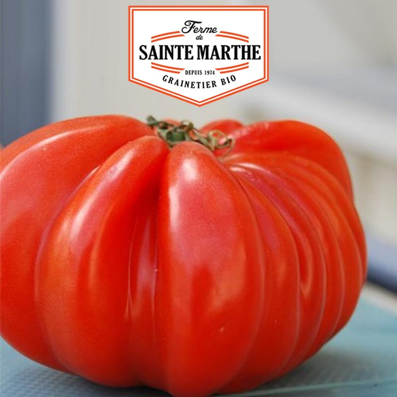 50 graines Tomate Beefsteak - La ferme Sainte Marthe