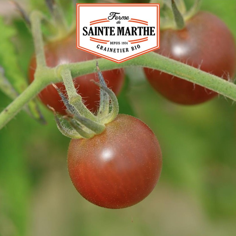 50 graines Tomate Black Cherry - La ferme Sainte Marthe