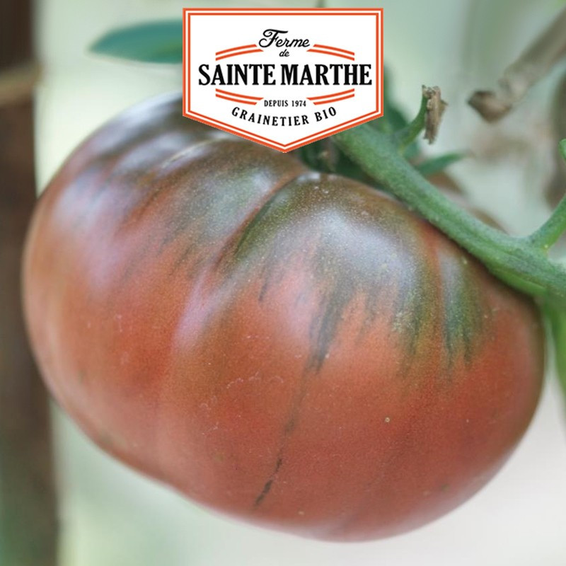 50 graines Tomate Black from Tula - La ferme Sainte Marthe