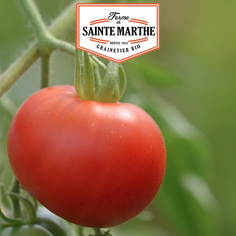 50 Bloody Butcher Tomato Seeds - La ferme Sainte Marthe