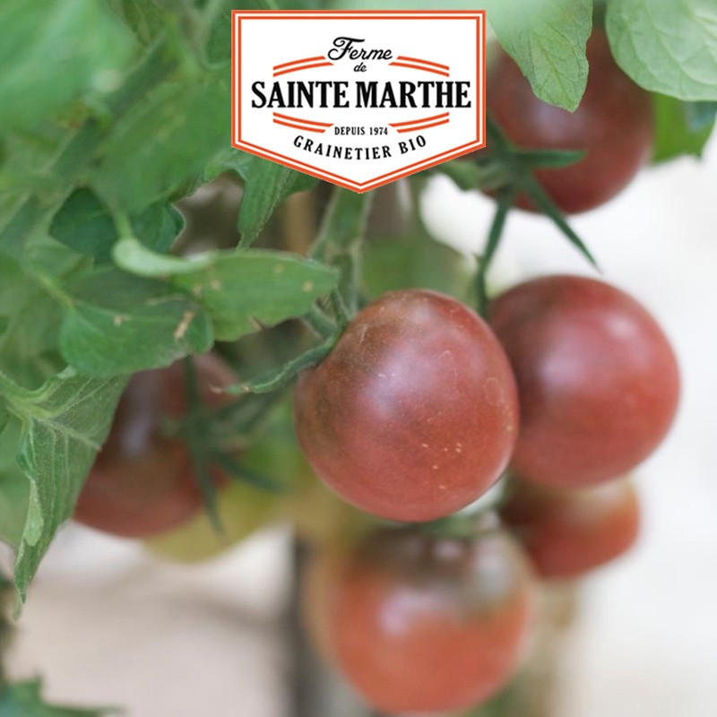50 graines Tomate Brown Berry - La ferme Sainte Marthe