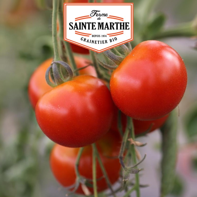 50 semi Tomate Cerise - La ferme Sainte Marthe