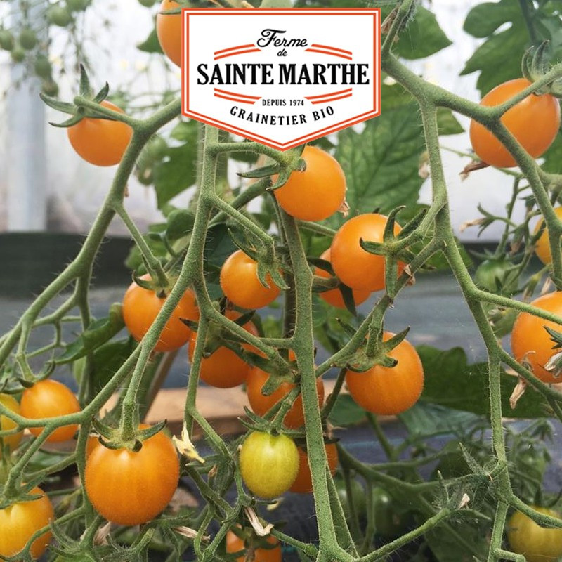 50 graines Tomate Cocktail Clémentine - La ferme Sainte Marthe