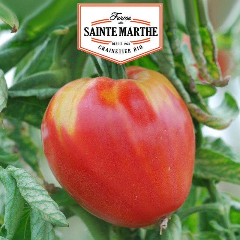 50 graines Tomate Coeur de Boeuf - La ferme Sainte Marthe