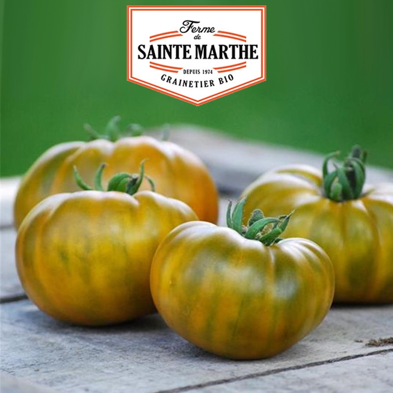50 Samen Evergreen-Tomate - La ferme Sainte Marthe