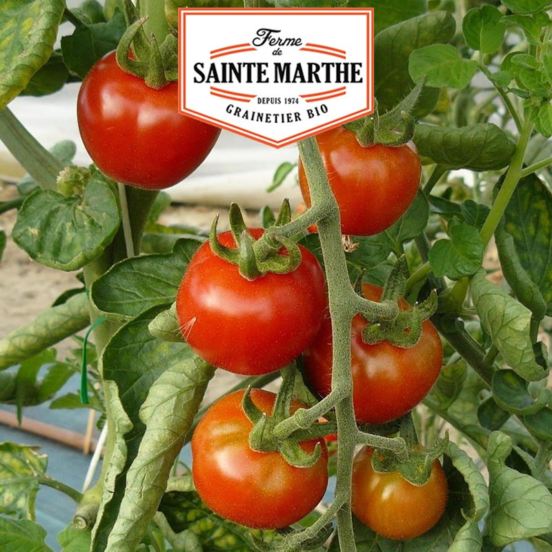 50 seeds Tomato Gardener's Delight - La ferme Sainte Marthe