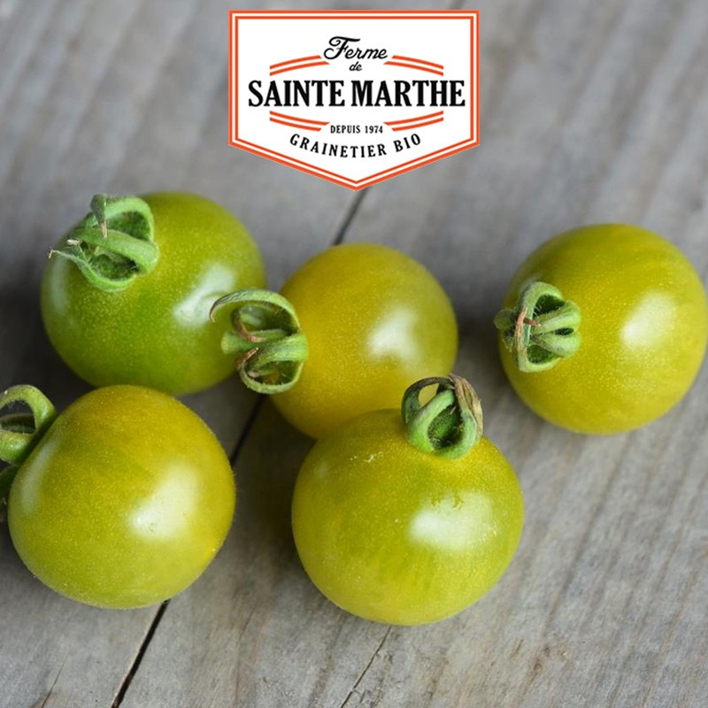 50 Samen Tomate Green Doctor's Frosted - La ferme Sainte Marthe