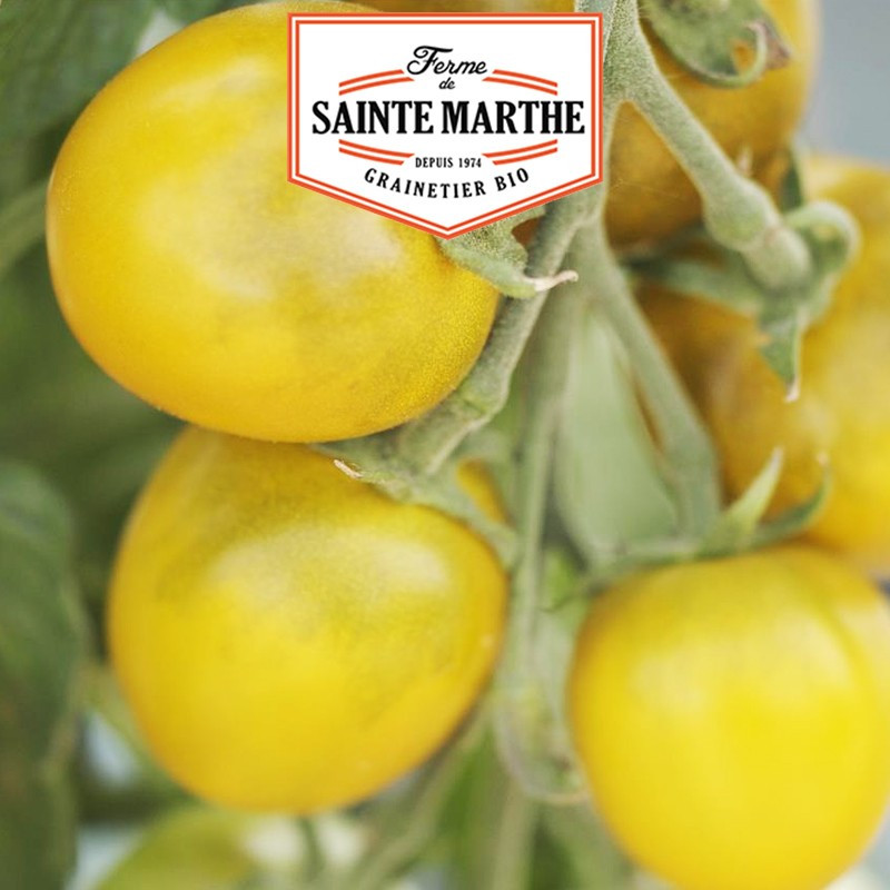 50 Samen Tomate Green Grape - La ferme Sainte Marthe