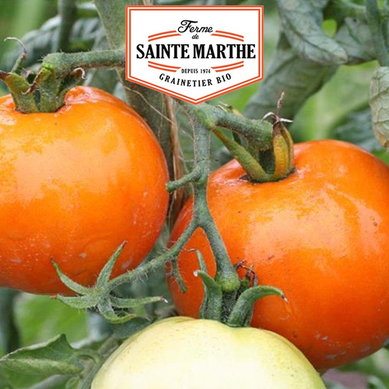 50 semi Tomate la Carotina - La ferme Sainte Marthe
